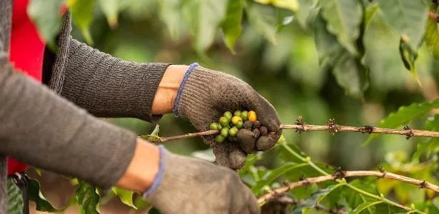 Café tem maior queda em 12 meses desde o Plano Real