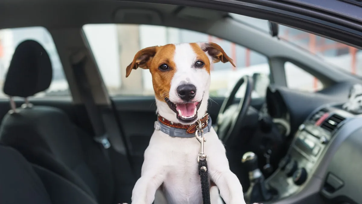 Ya ha entrado en vigor: la Ley de Bienestar Animal prohíbe viajar con mascotas sin ventilación y climatización adecuadas