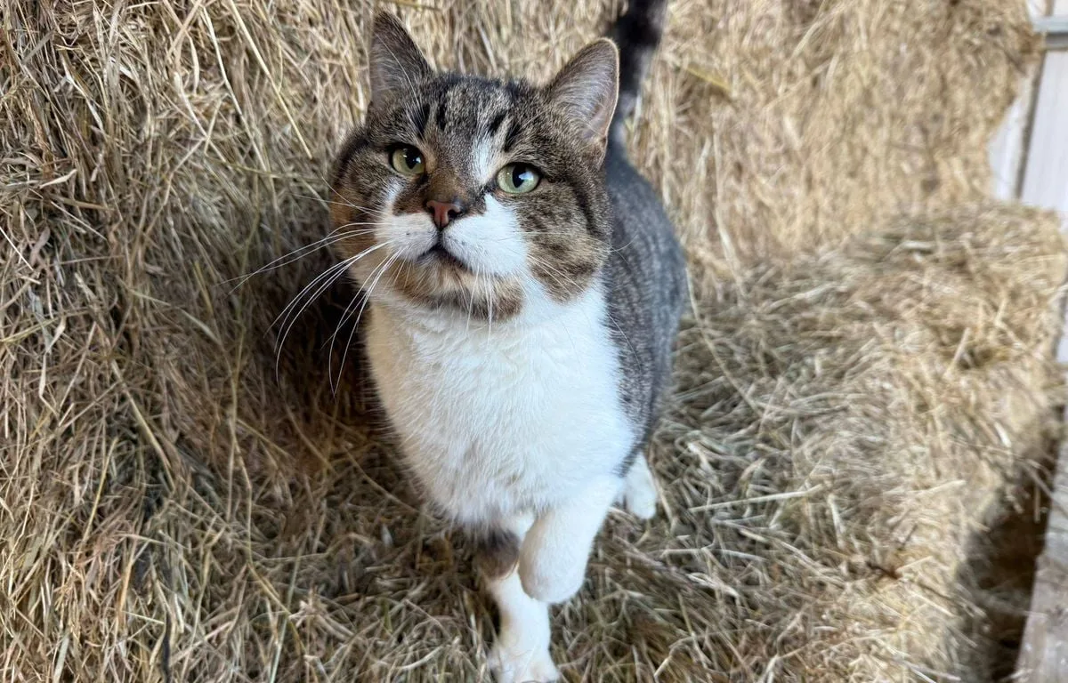« L’idée est née quand j’ai perdu mon chat »… Hesteka, une application collaborative pour aider les animaux en danger