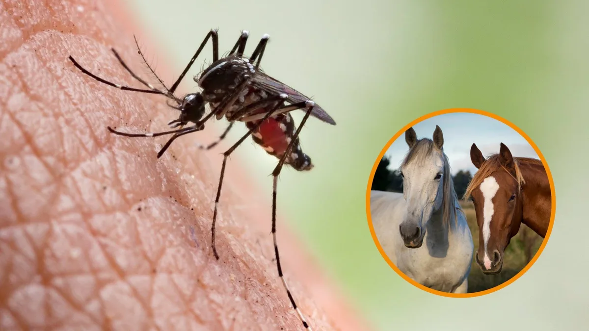 Canarias registra por primera vez tres casos de fiebre del Nilo Occidental en caballos