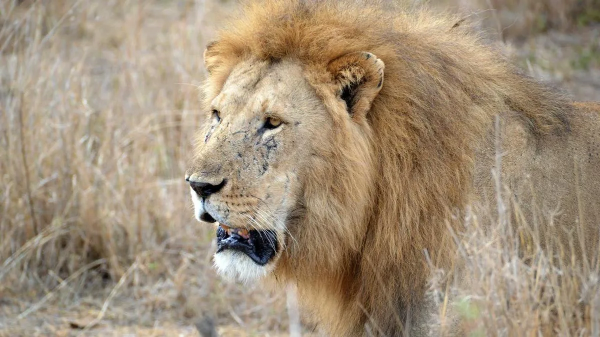 Ten lions found dead in Tanzania in suspected poisoning