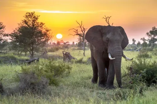 Suspected poacher killed in elephant encounter in Kruger National Park