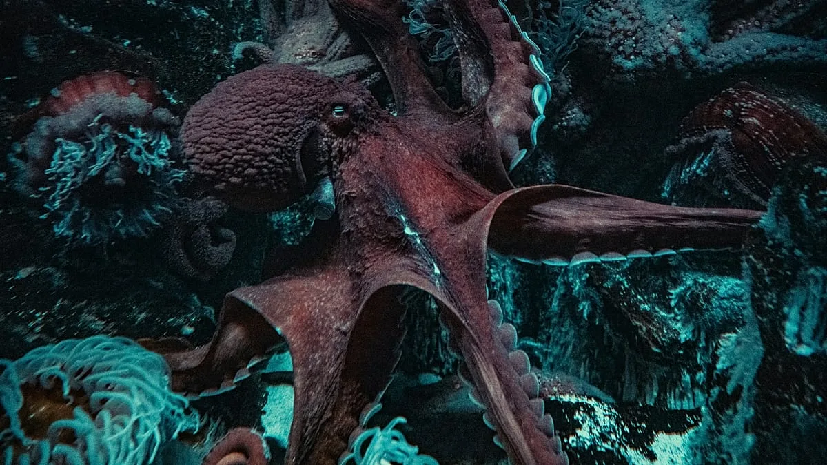 Itália: cientistas usam polvos para travar proliferação do caranguejo-azul
