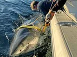 Largest great white shark ever recorded in Atlantic reveals new location after racing up US East Coast