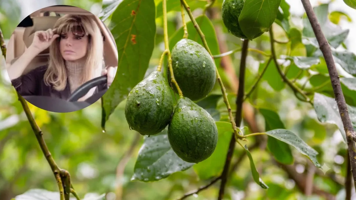 Sandra Bullock’s 91-acre California ranch with 1,200 avocado trees sells for $5.6m