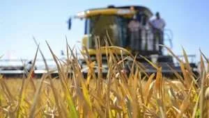 Establecen estrategias para la comercialización del rubro arroz en el país