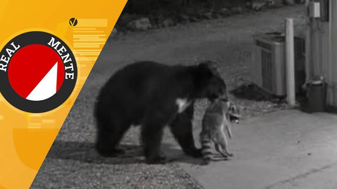 Imagens que mostram urso a levar guaxinim e raposa feridos para centro de recuperação são reais?