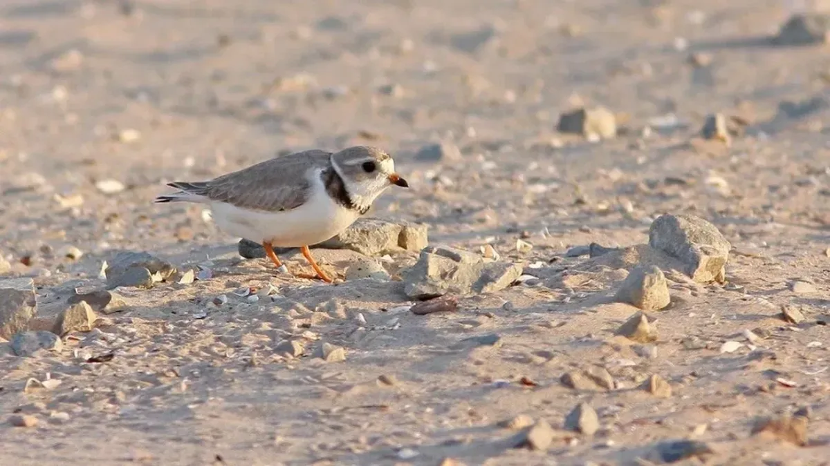 In 2019, Wisconsin turned 87,000 cubic yards of harbor dredge into 14 acres of shorebird habitat