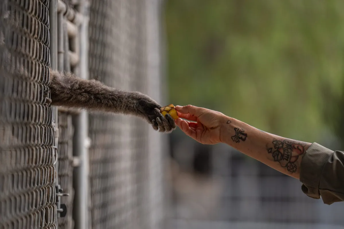 A California house painter taught himself about gibbons 50 years ago — and now his center is a world-leading rescue facility