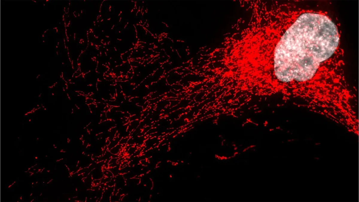 Por que seu corpo acumula "células zumbi" com a idade, segundo este estudo