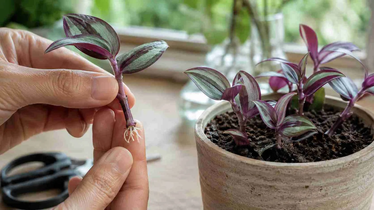 Fazendo mudas de tradescantia: qual parte aproveitar e como conseguir novos brotos rapidamente