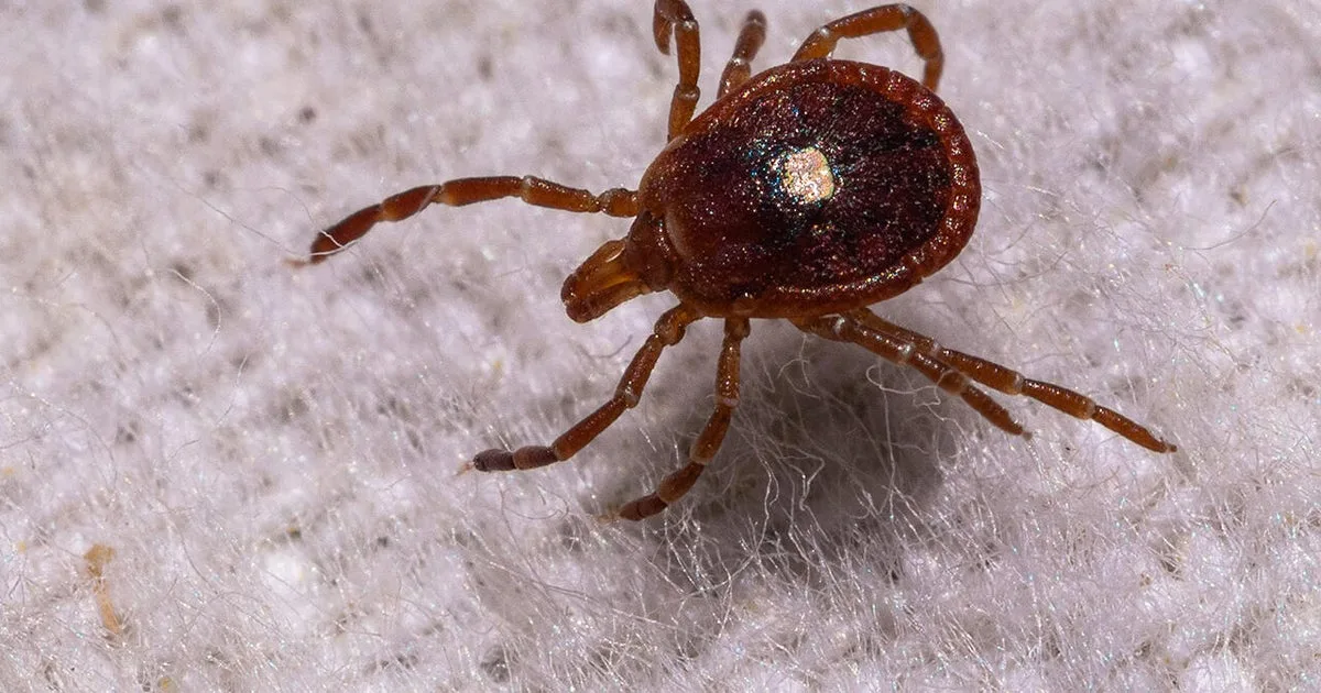 The explosion of ticks and Alpha-gal syndrome