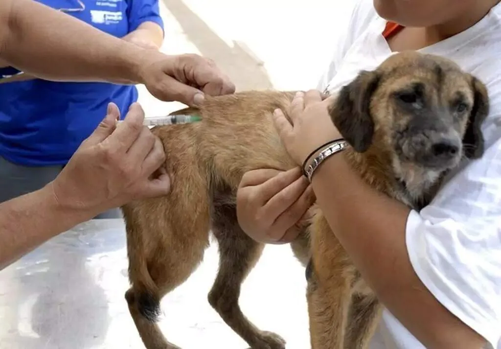 Três bairros terão vacinação contra raiva para cães e gatos neste sábado