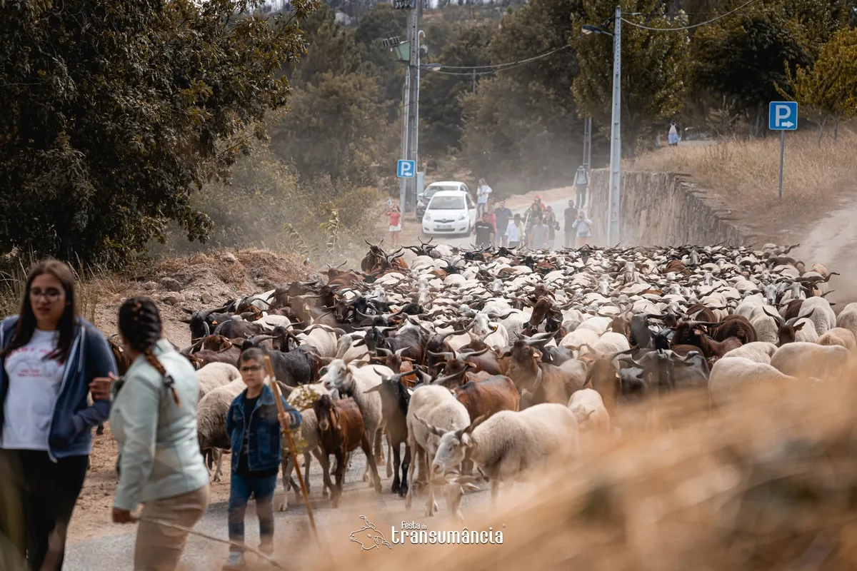 Festa da Transumância regressa a Fernão Joanes com tradição pastoril e cultura popular