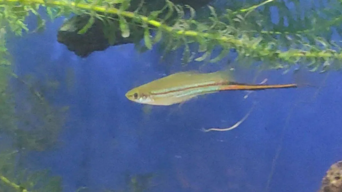 Scientists let swordtail fish choose their mates for nine generations