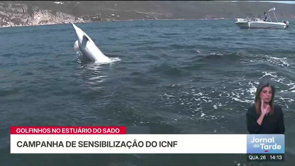 ICNF sensibiliza para a observação de golfinhos no Sado
