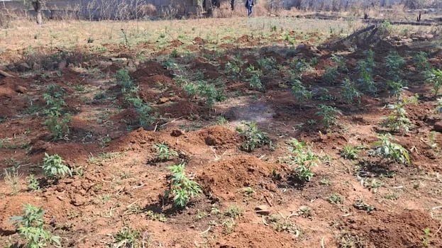Police discover dagga lab in De Deur, five arrested