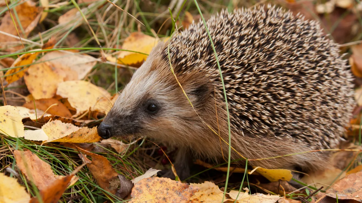 In 1885, New Zealand introduced hedgehogs to fight pests; today, they threaten native wildlife