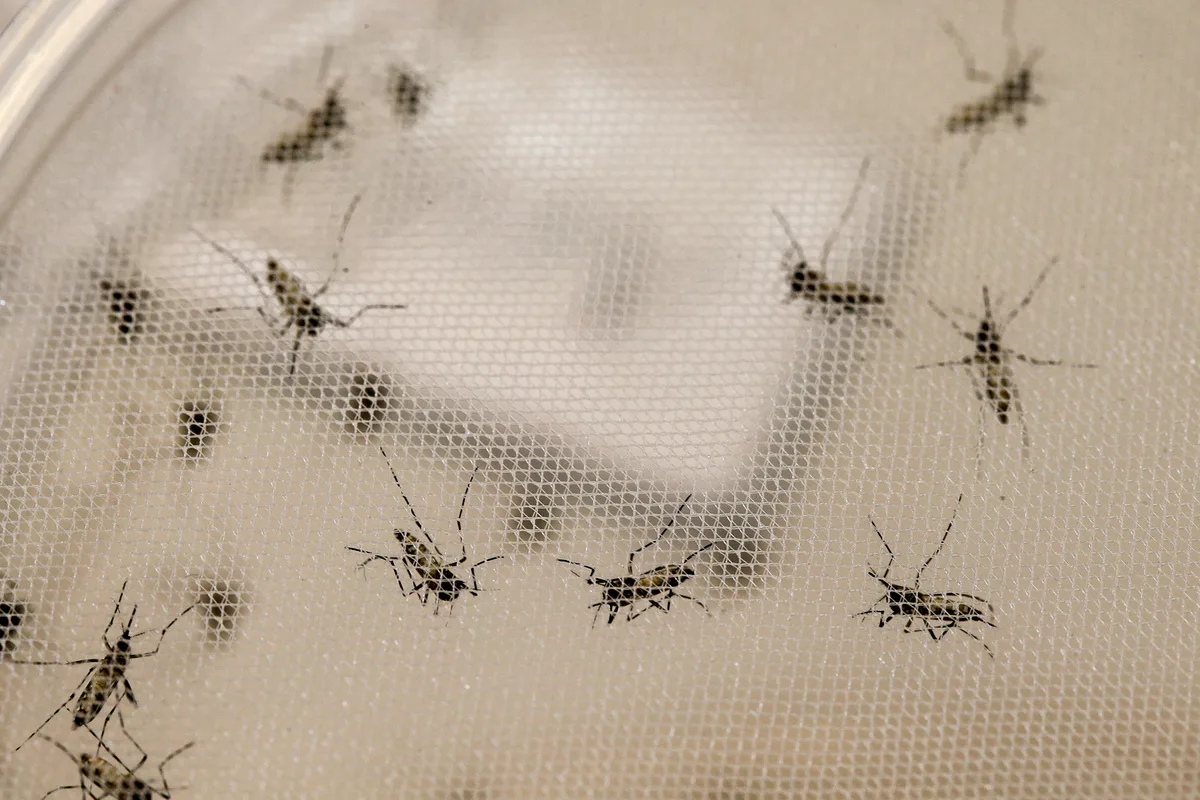 Bahia tem alta de 364,9% na chikungunya; saiba como prevenir