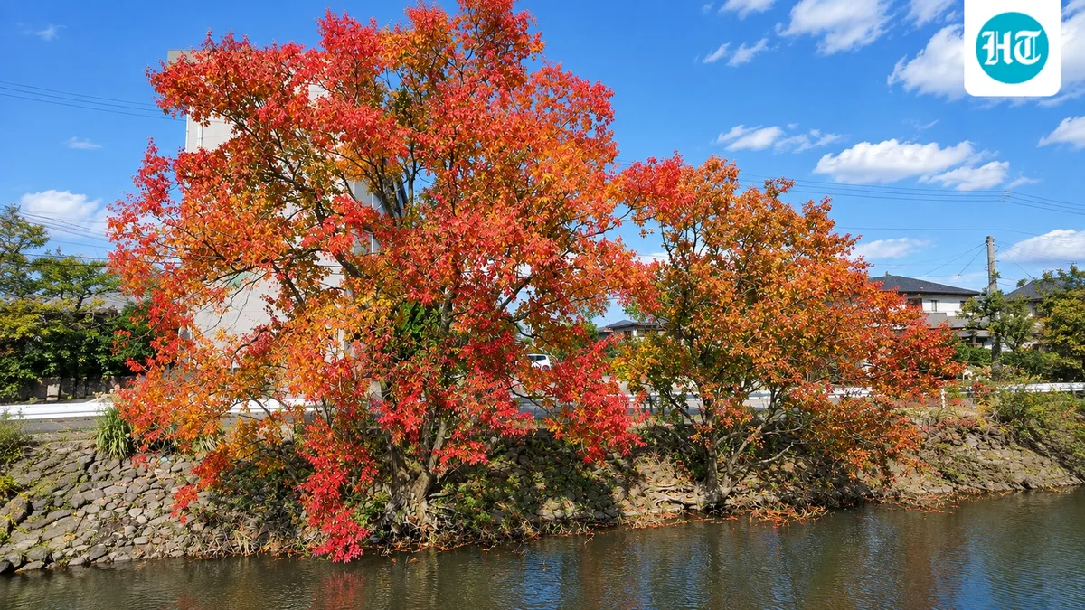 In 1776, Chinese tallow is believed to have arrived in the US; once eyed for a soap industry, it now infests over 234,000 acres in southeast Texas