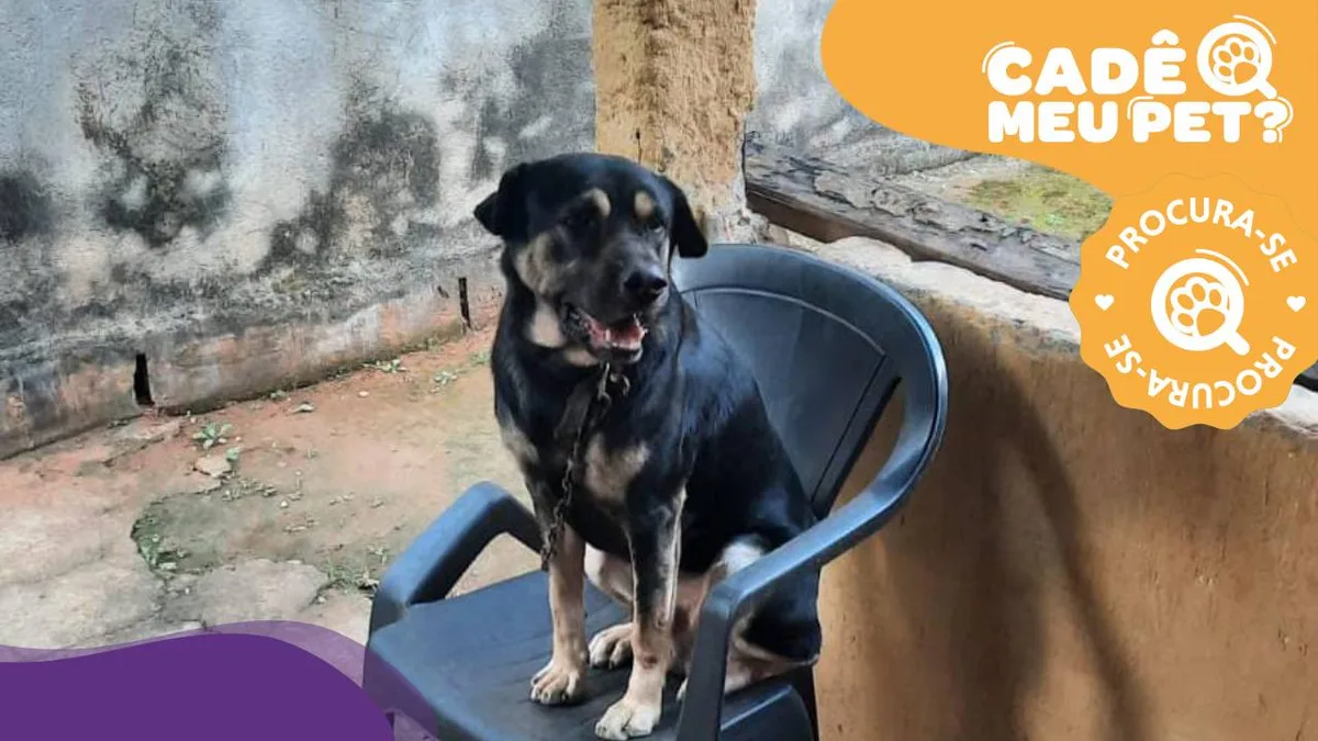 Beethoven desaparece em Cariacica e é visto próximo à Rodovia Leste-Oeste