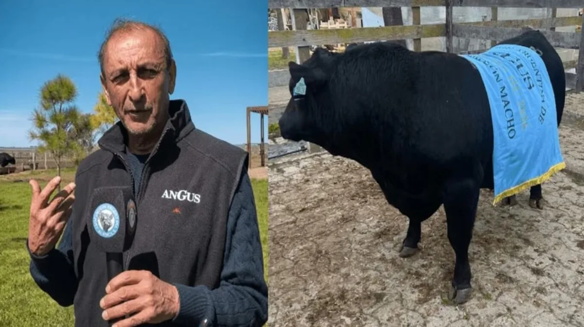 Campeones en el deporte y la ganadería: las cabañas de Ramón Díaz y un piloto de rally fueron premiadas en exposiciones de Angus
