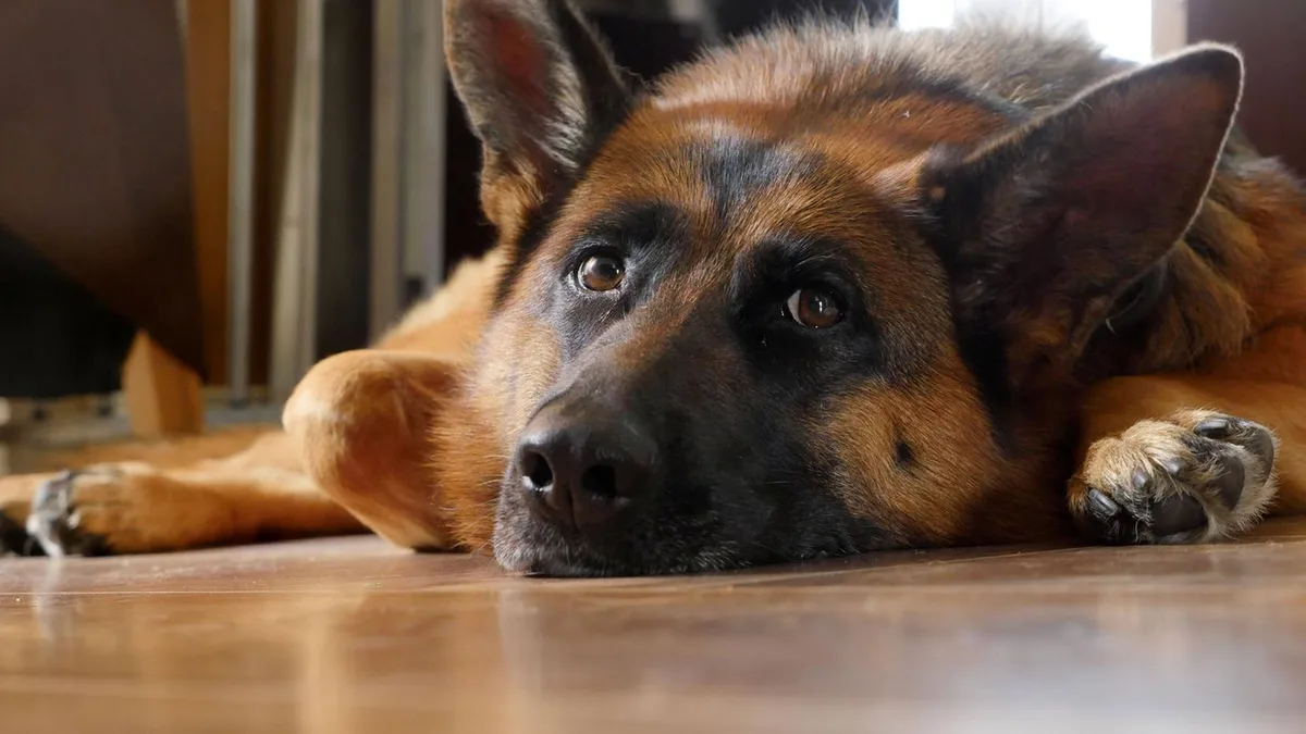 Tier-Tränen: Wenn Hunde Tränen vergießen – so weinen sie wirklich