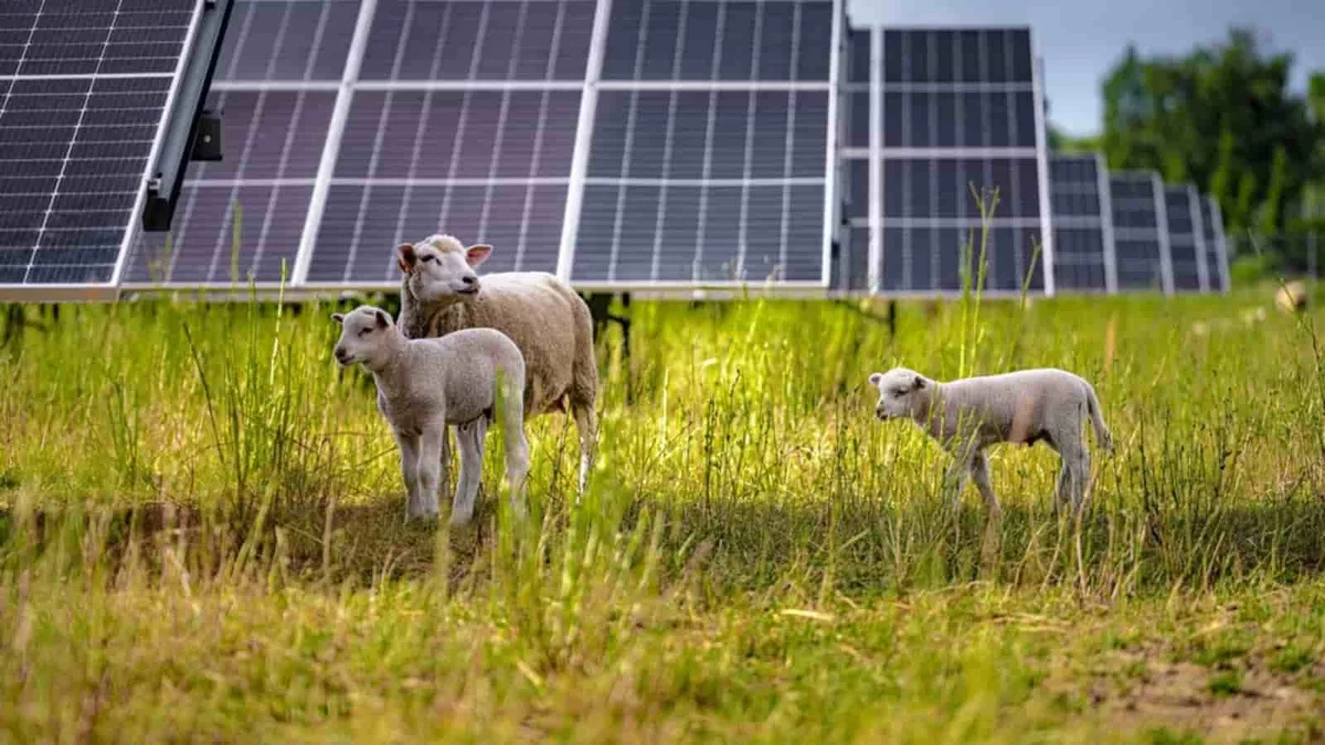 Há cada vez mais ovelhas a pastar em centrais solares. Entenda porquê!