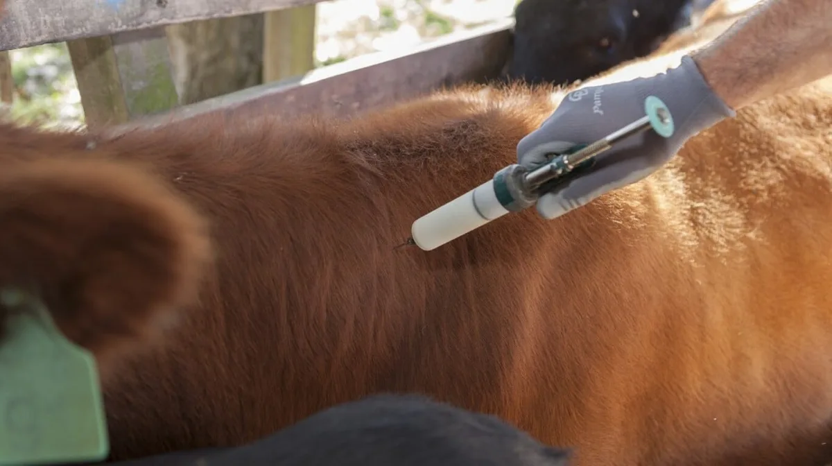 El Gobierno reglamentó la libre elección de veterinarios para la vacunación contra la aftosa