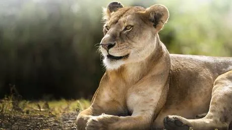 Ten lions found dead in suspected poisoning at Tanzania reserve