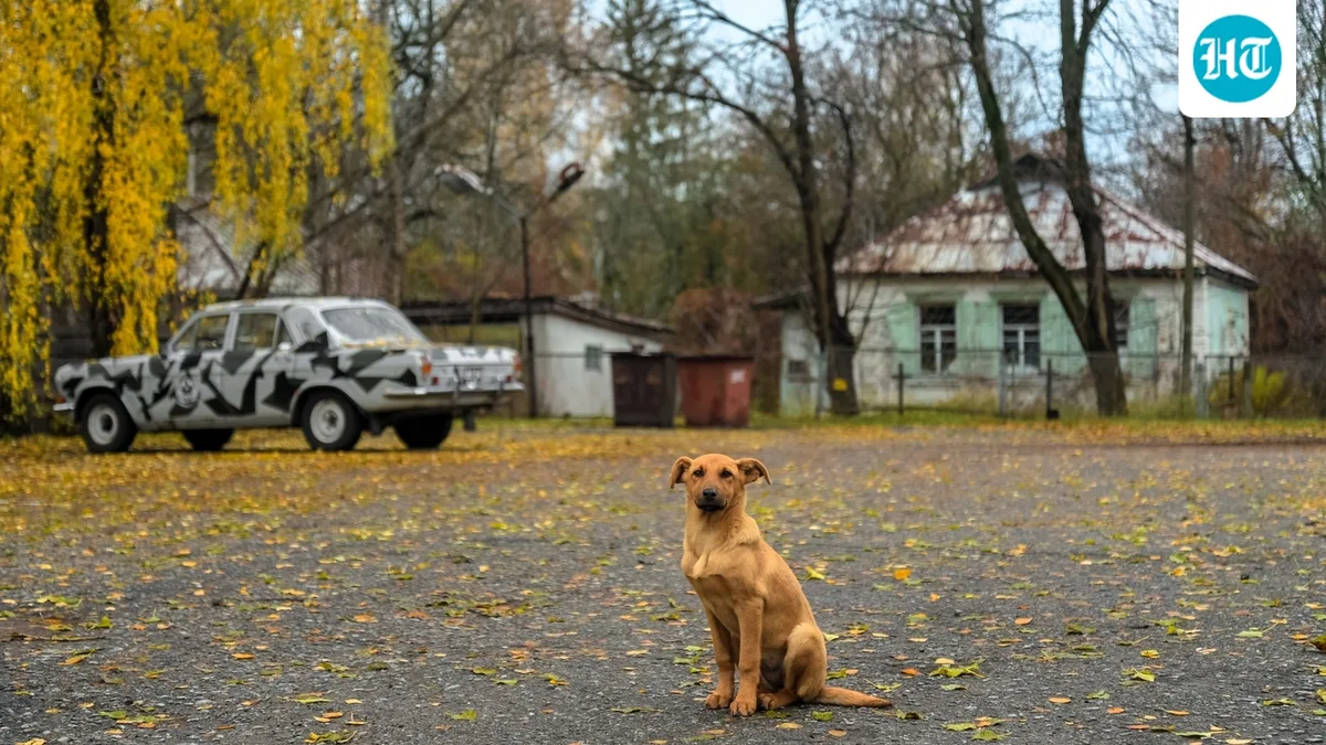 In 1986, Chernobyl’s reactor blast forced residents to leave dogs behind; decades later, 302 dogs formed distinct genetic groups 15 km apart
