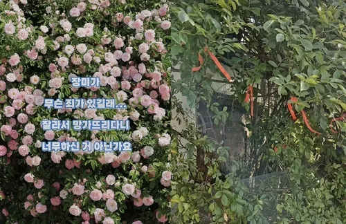 SNS 명소 '수원 파란 대문 장미' 훼손한 60대 송치