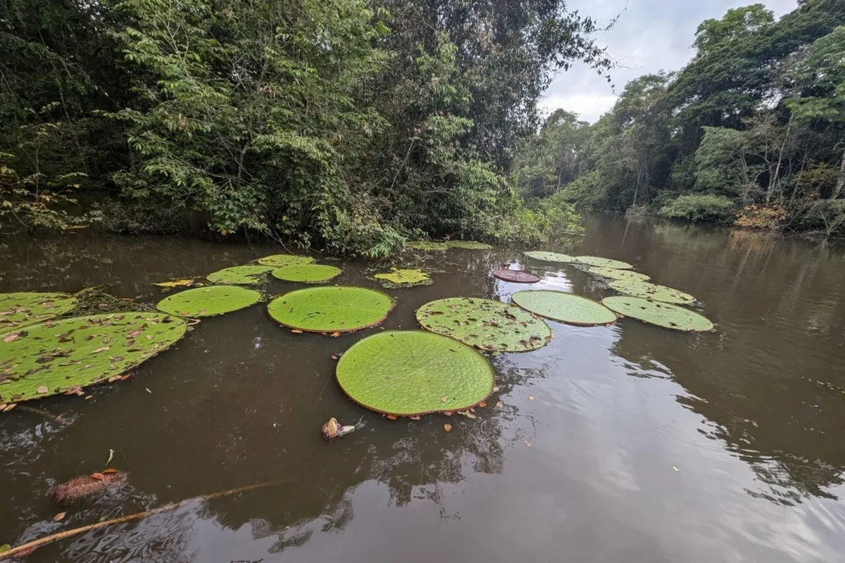 Someone Posted an Instagram Selfie. Scientists Spotted a Giant New Species in the Background