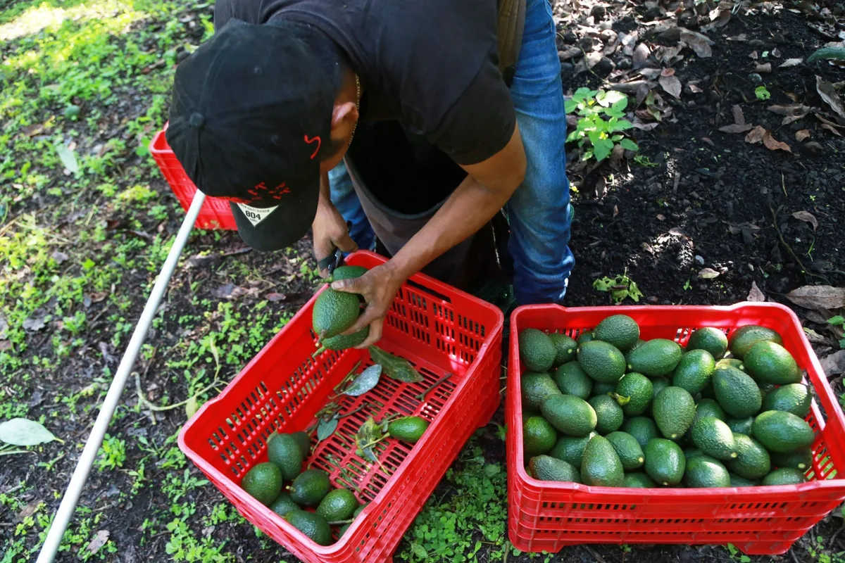 Avocado pickers in Mexico restart exports as security alert is lifted but are ‘at the mercy of whatever the U.S. market and government decide’