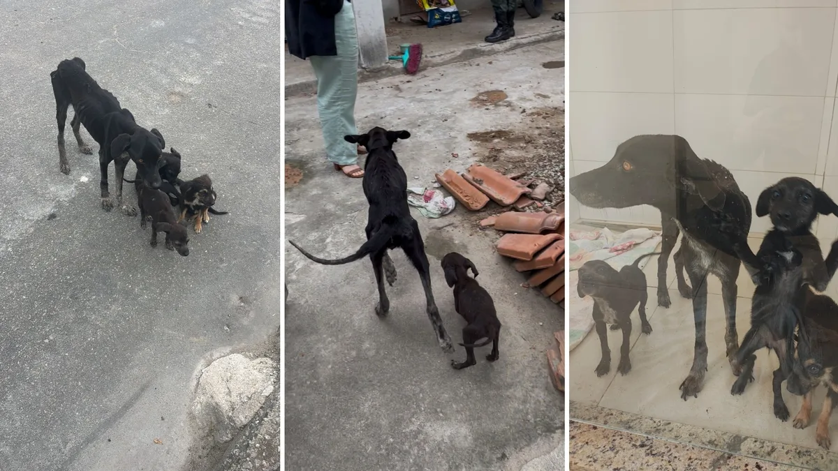 Homem é preso por maus tratos a cadela e três filhotes em Itapemirim