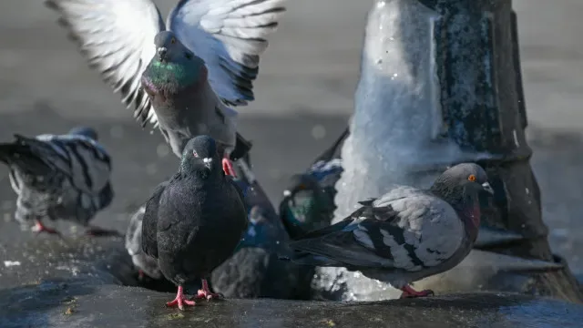 Vírus que mata pombos nos Açores alastrou-se. Aves de capoeira preocupam
