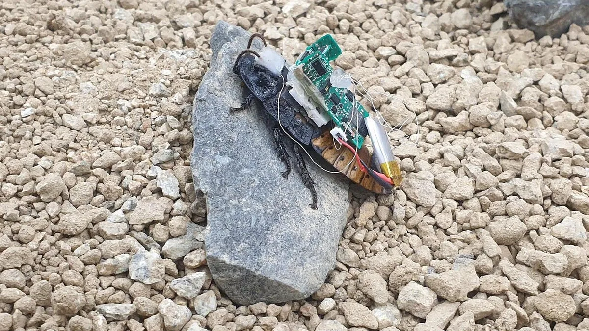 Cyborg-Insekten: Navi lässt Kakerlaken auch klettern