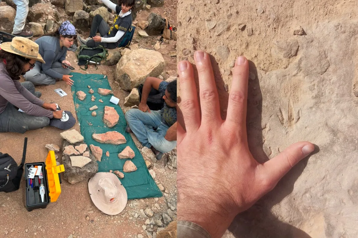 FOTOS: mais de 400 amostras de fósseis de dinossauros, moluscos e mamíferos são achadas no interior de SP