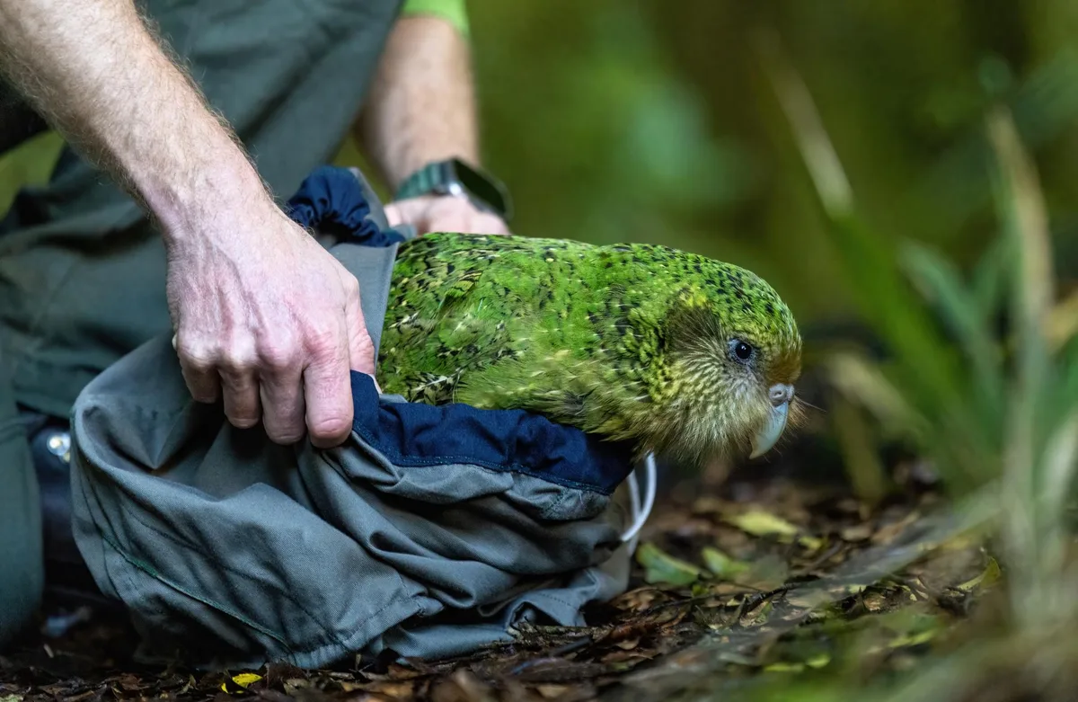 Au bord de l’extinction en 1995, le kākāpō, un perroquet néo-zélandais est désormais un immense motif d’espoir