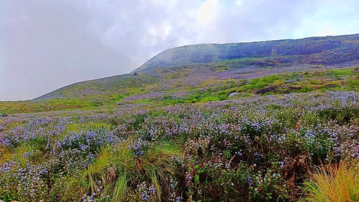 Neelakurinji bloom attracts tourists to Munnar tea plantation