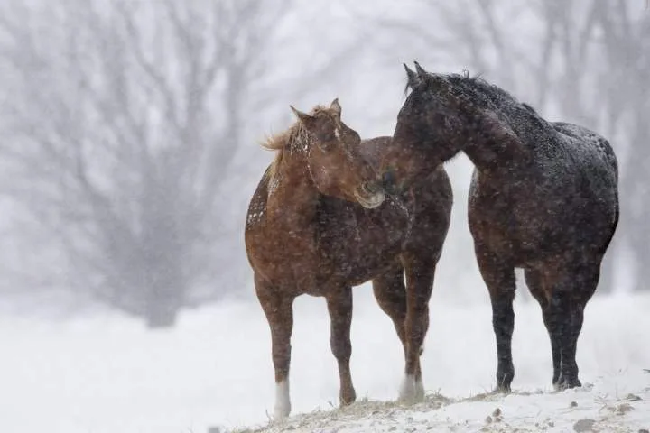 New Brunswick horse virus scare shows need for public large-animal care, says vet