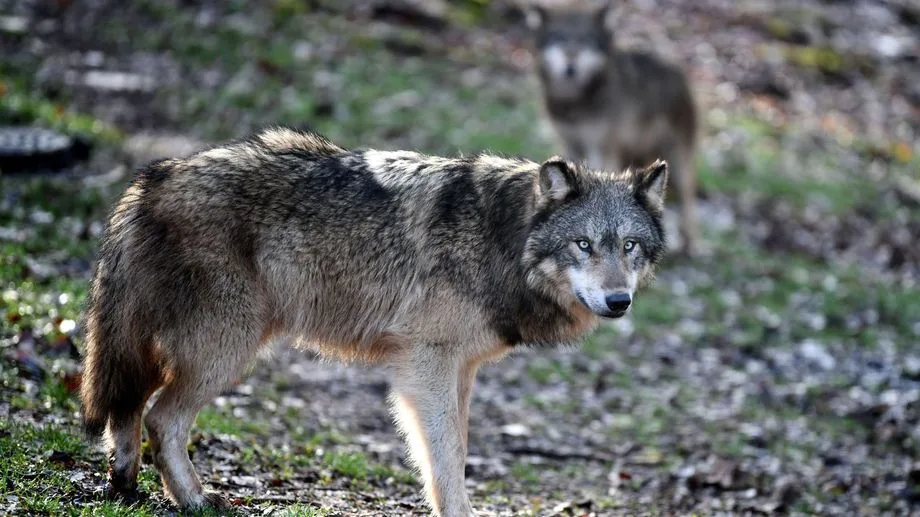 "Nos brebis se font attaquer tous les jours": les éleveurs demandent des prélèvements de loups à la préfecture de Lozère
