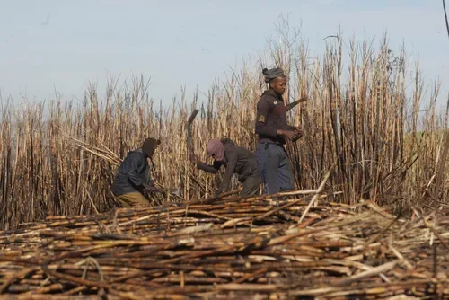 Sugar industry calls for revised sugar tariff benchmark