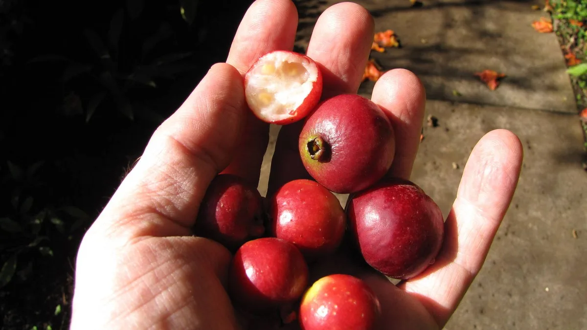La plantaron para comer hace 200 años y hoy es una pesadilla invasora que solo sucumbe ante drones y cochinillas