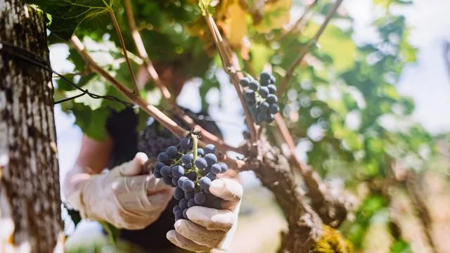 Trauben sind reif: Weinlese im Hochsommer: Was bedeutet das für den Jahrgang?