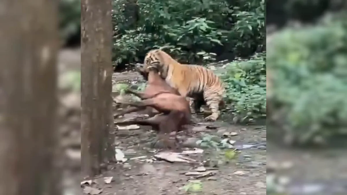 Video: Tiger Drags Horse Away In Front Of Tourists Near Jim Corbett Park
