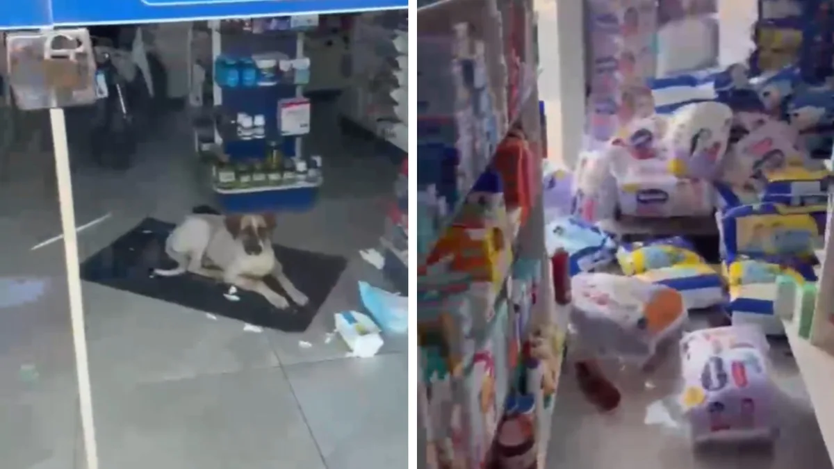 Cachorro é 'esquecido' em farmácia e faz bagunça na madrugada, e vídeo diverte a web: ‘Esperando para contar que as fraldas atacaram ele’