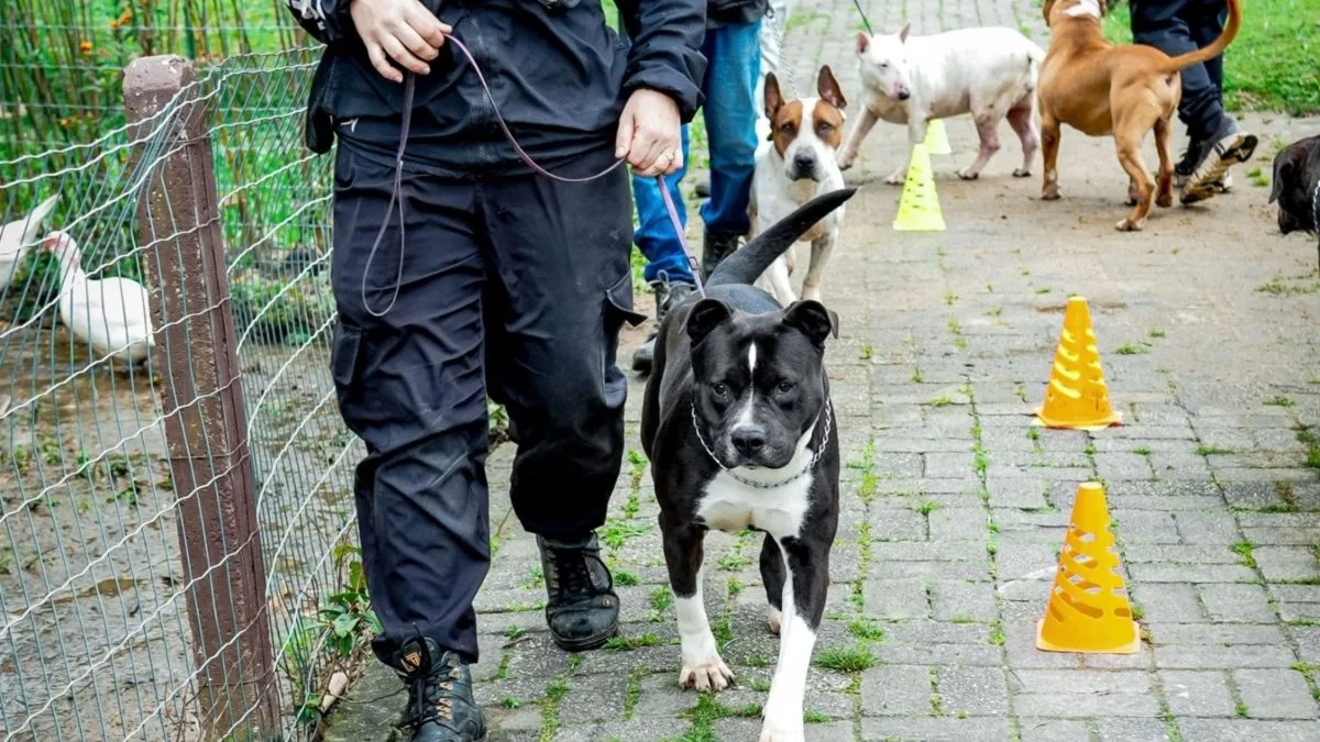 Cães em treinamento buscam um lar em feira de adoção em Florianópolis