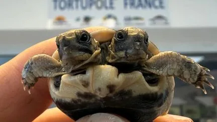 Une tortue à deux têtes recueillie au Village des tortues de Carnoules dans le Var