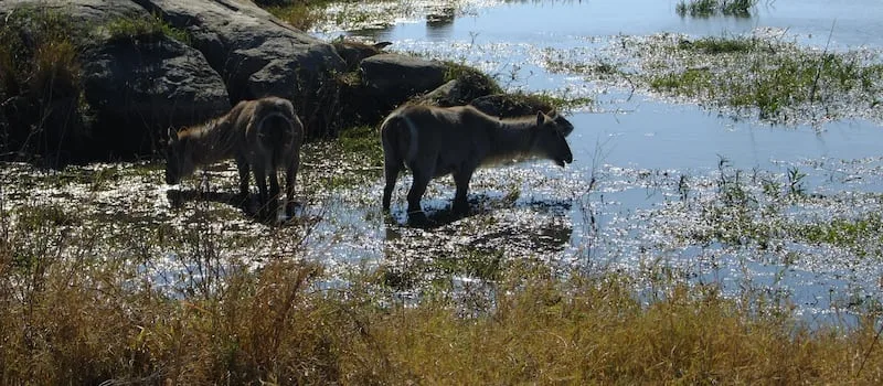 Foot-and-mouth disease detected in kudu at Addo Elephant National Park